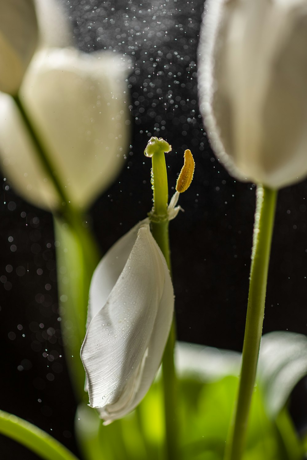a close up of a white flower with drops of water