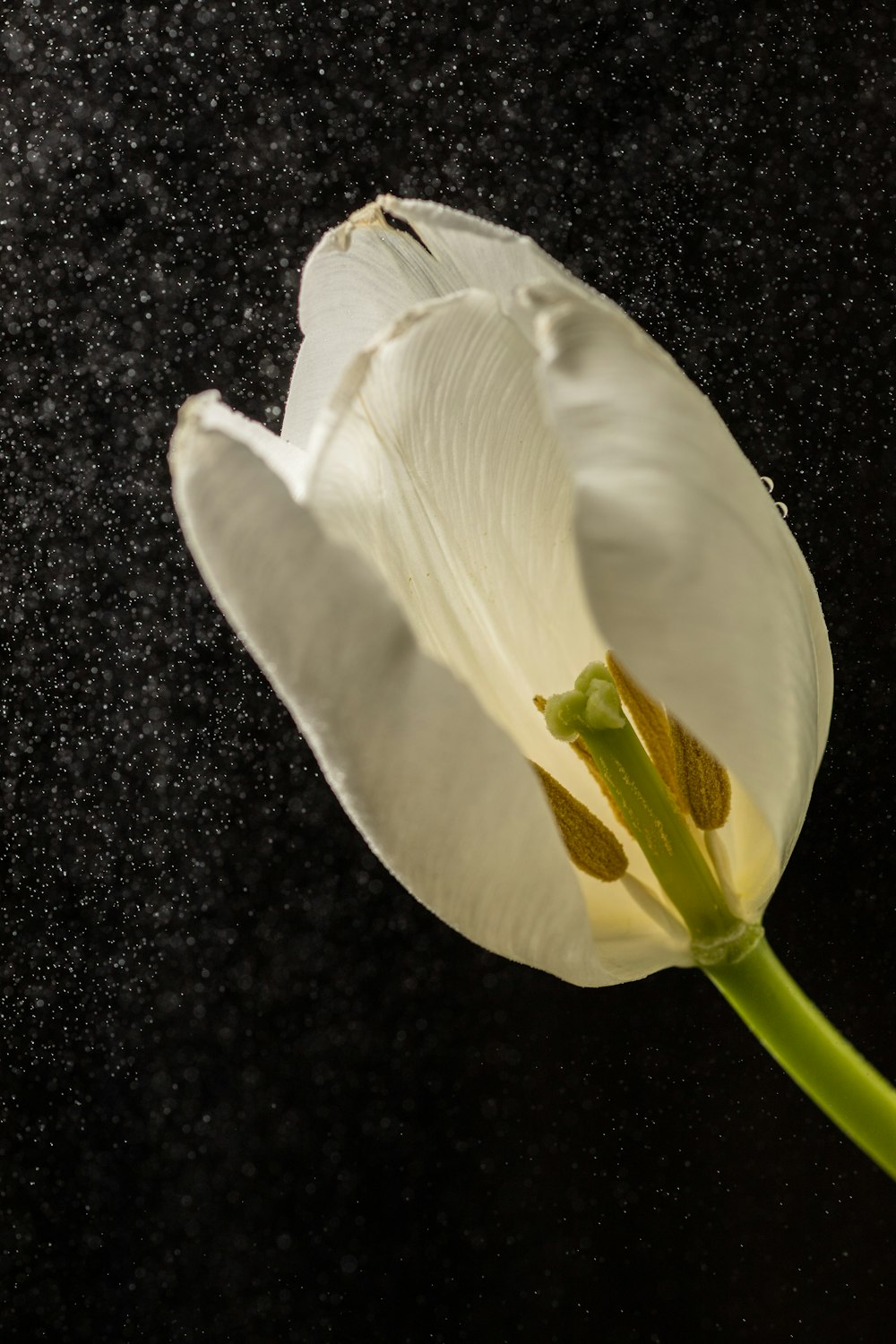 a single white flower with a black background