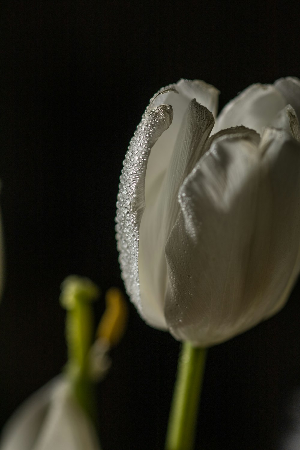 a close up of a flower with water droplets on it