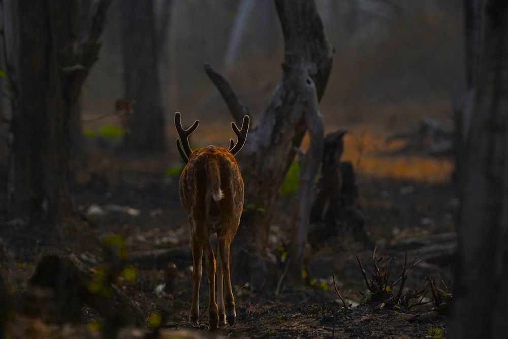 a deer standing in the middle of a forest