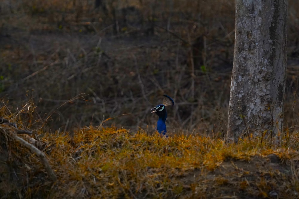 a blue bird standing next to a tree in a forest