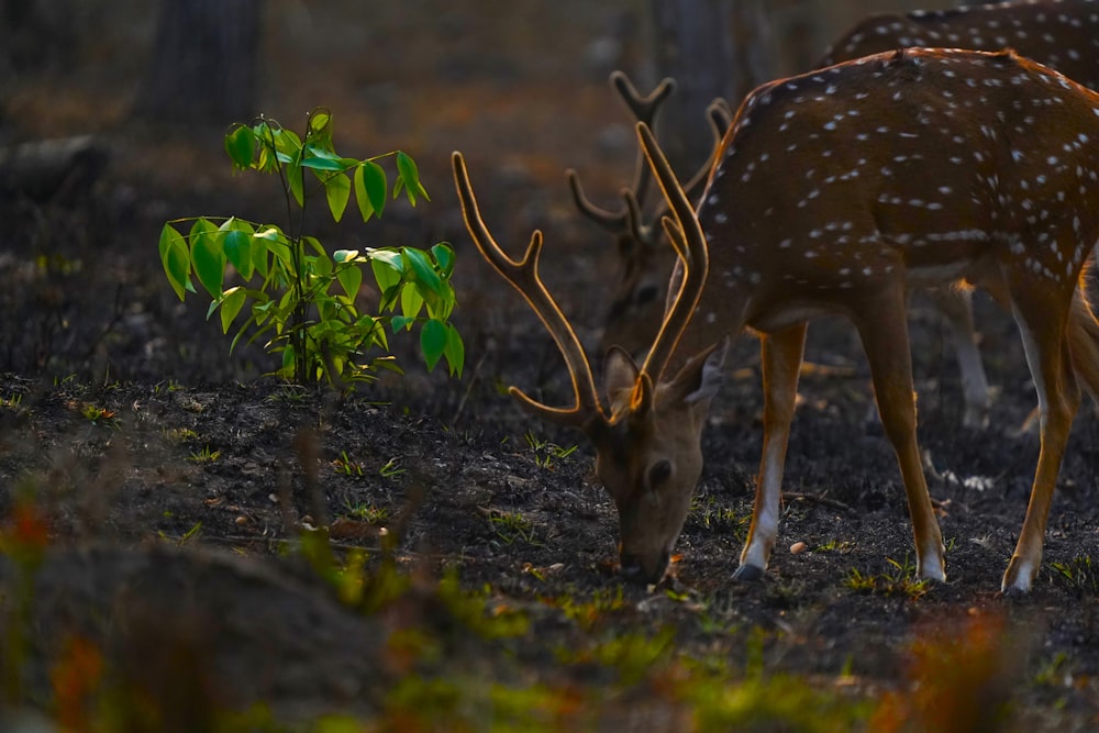 a couple of deer that are standing in the grass