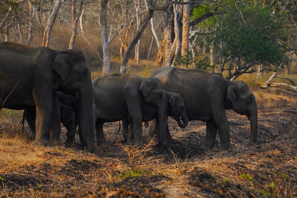 森の中で隣り合って立っている象の群れ