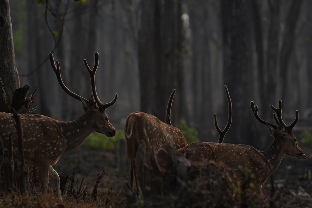 un groupe de cerfs debout les uns à côté des autres dans une forêt