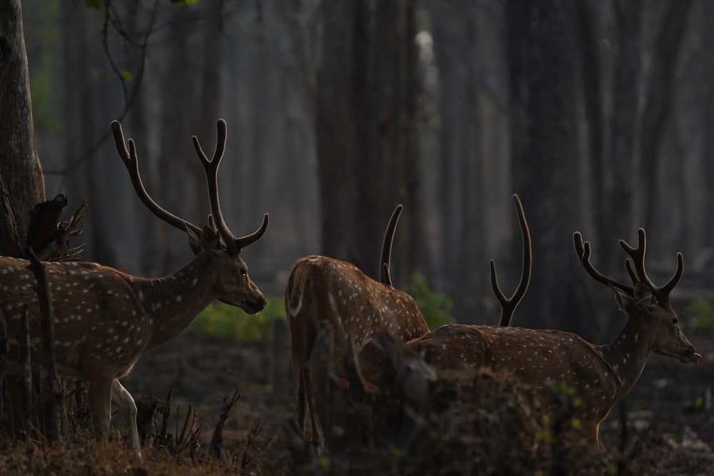 a group of deer standing next to each other in a forest