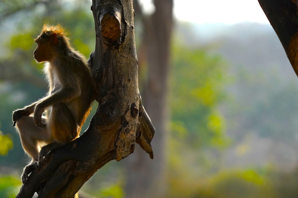 a couple of monkeys sitting on top of a tree