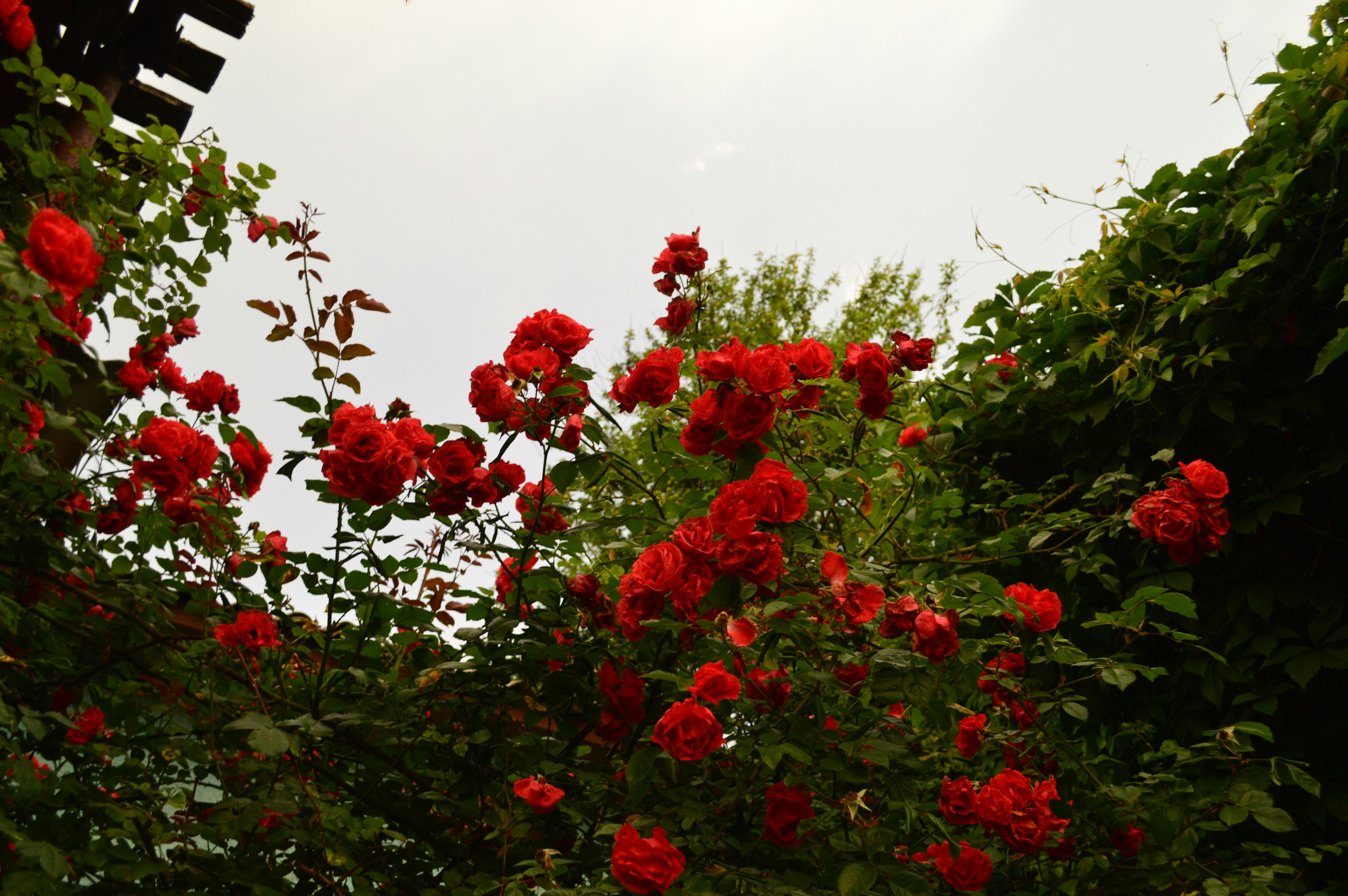 Photo by dmytrodovgan