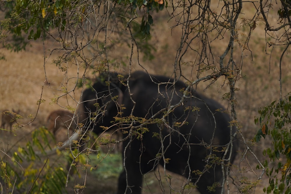 un éléphant debout dans un champ à côté d’un arbre