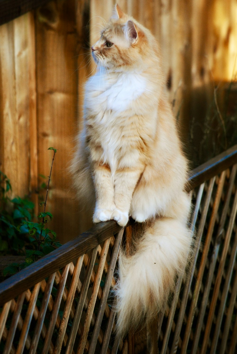 a cat sitting on top of a wooden bench