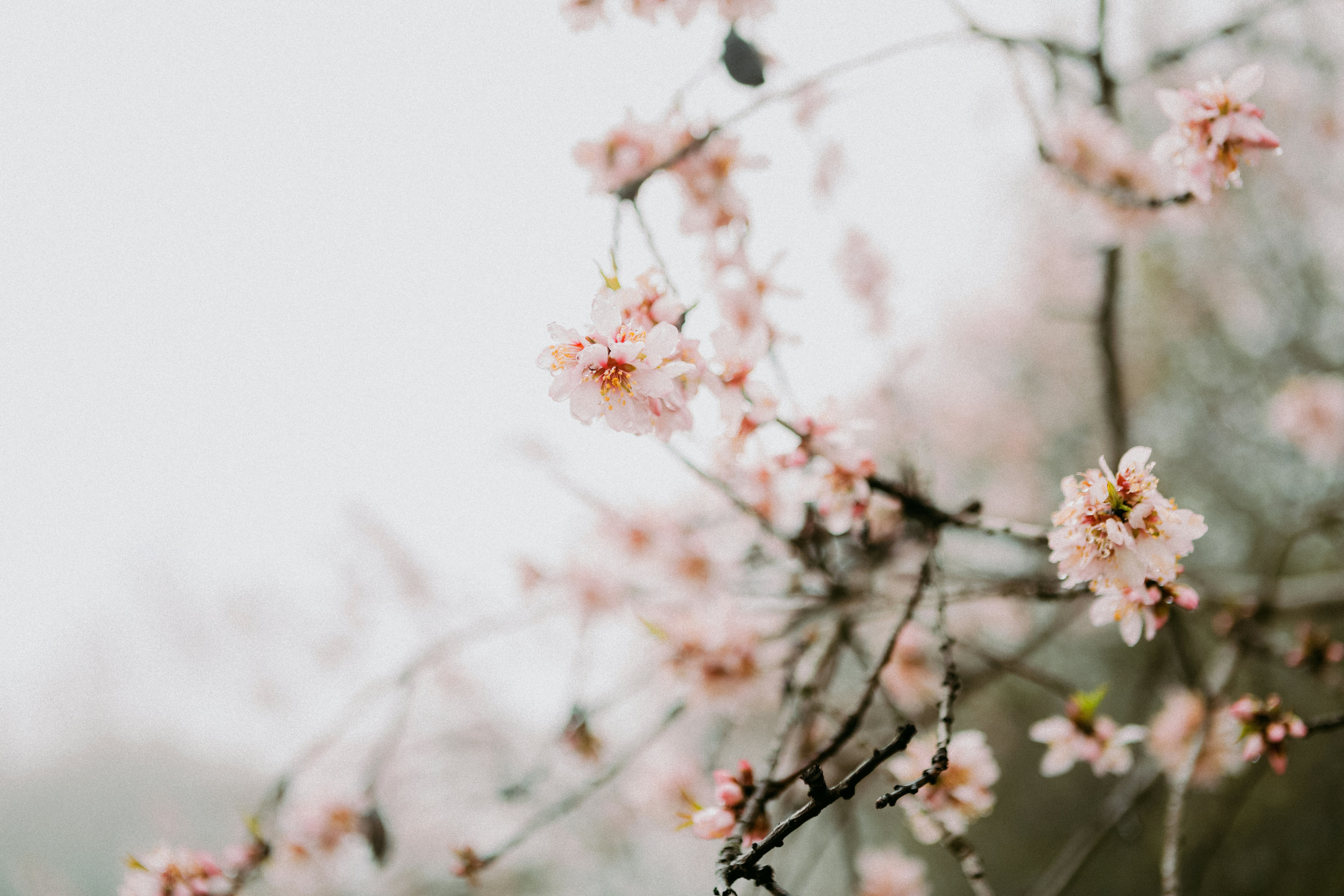 photo by eberhard 🖐 grossgasteiger on Unsplash