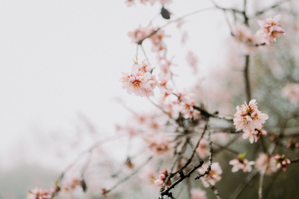 a close up of a tree with pink flowers