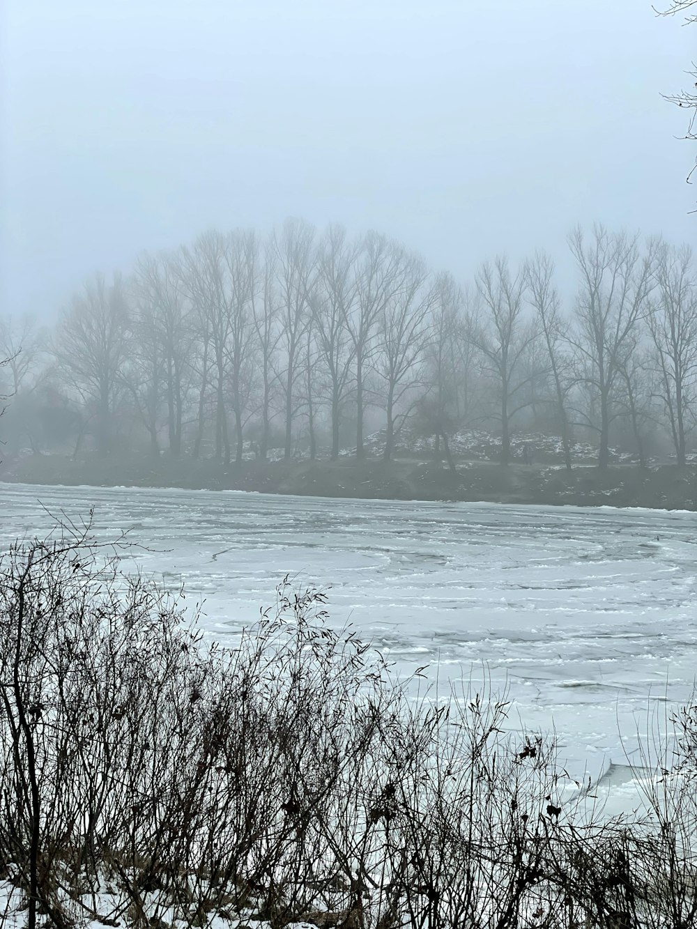 a river with ice and trees in the background