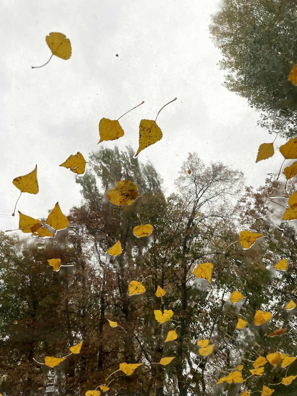 a bunch of yellow leaves floating in the air