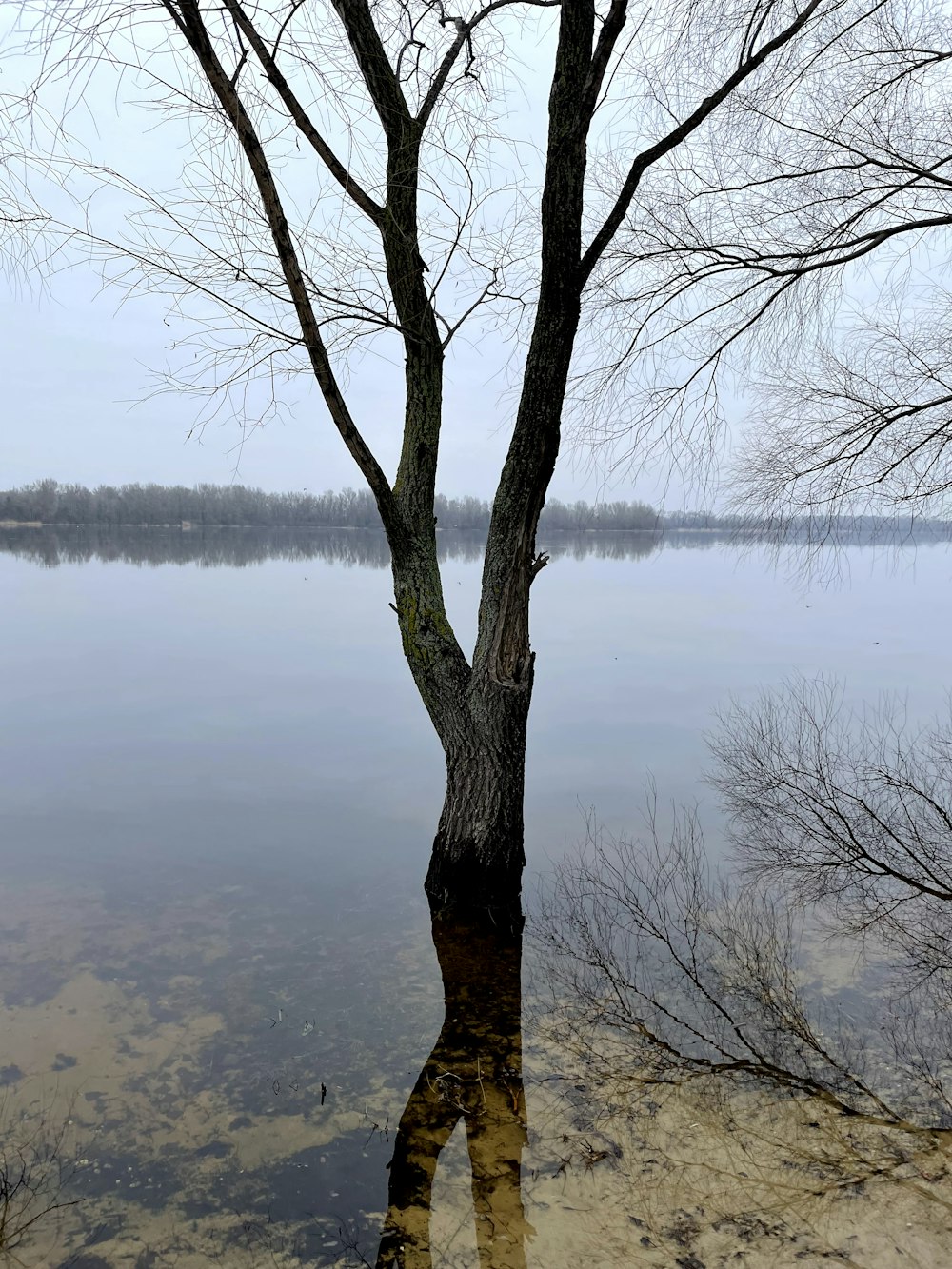 a lone tree in the middle of a body of water