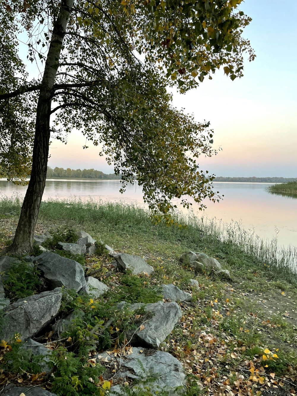 a bench sitting next to a tree near a body of water