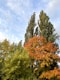a group of trees that are next to each other