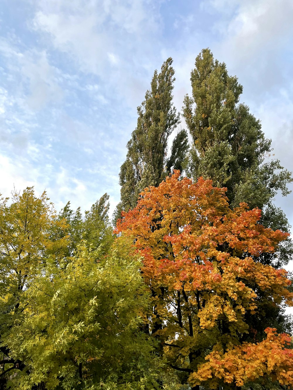 a group of trees that are next to each other