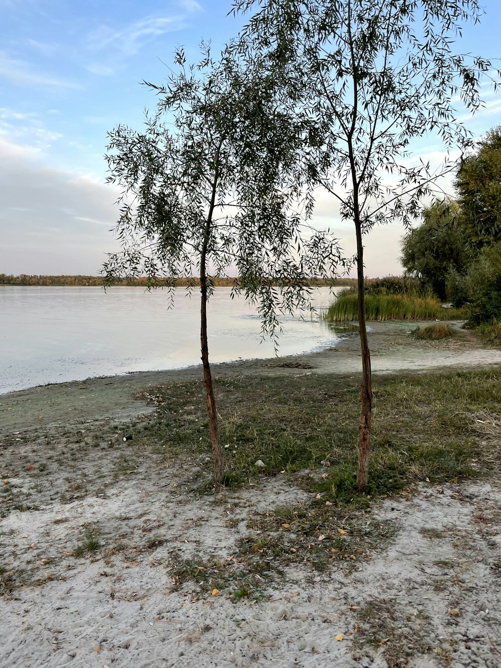 a couple of trees sitting next to a body of water