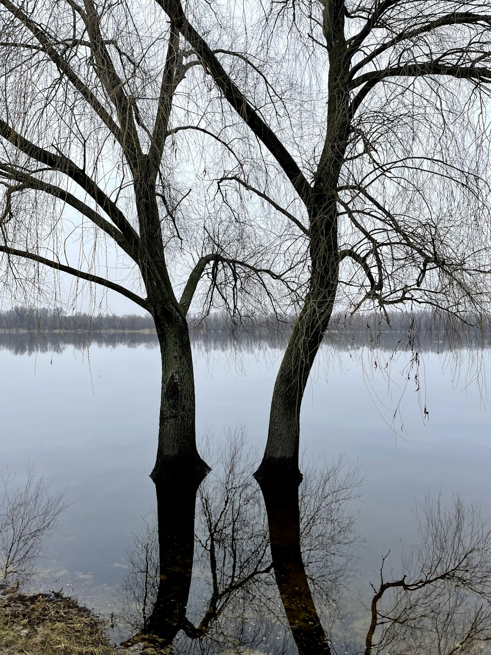 a couple of trees sitting next to a body of water