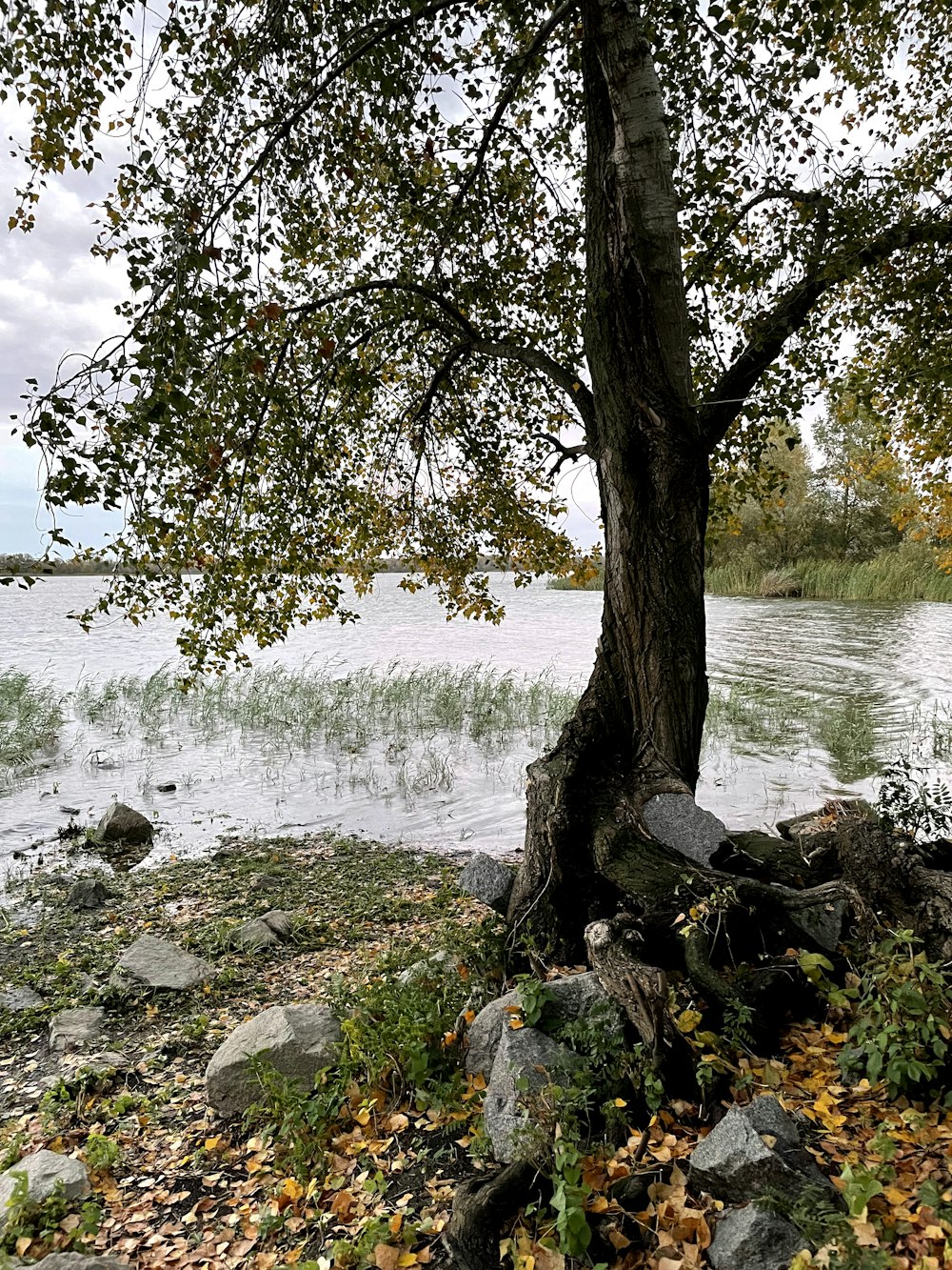 a bench under a tree next to a body of water