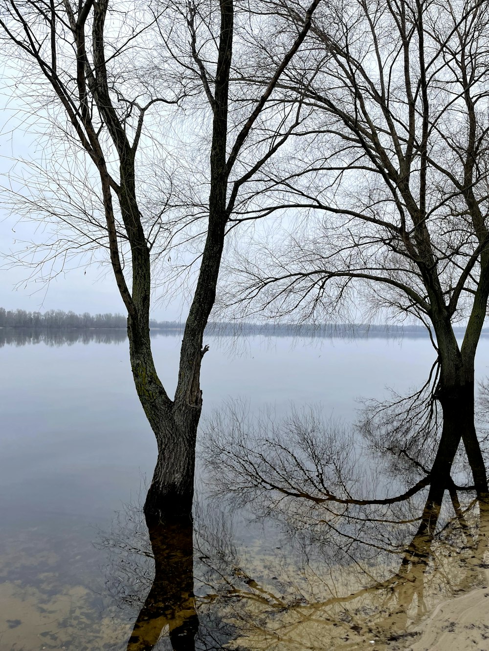 a couple of trees that are in the water