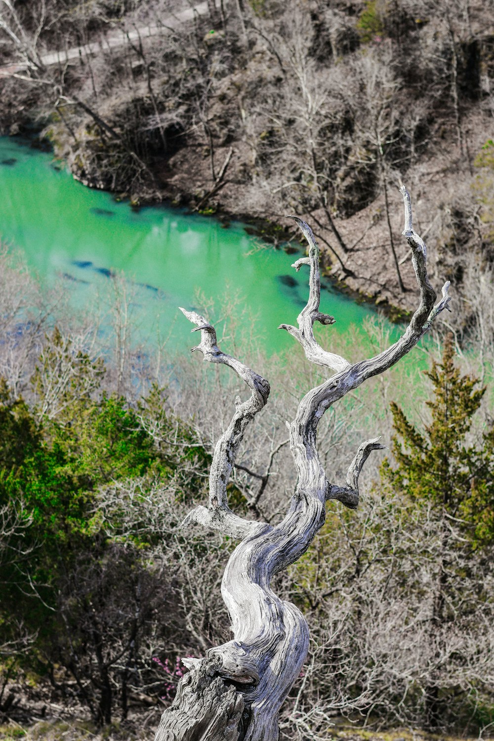 a dead tree in front of a river