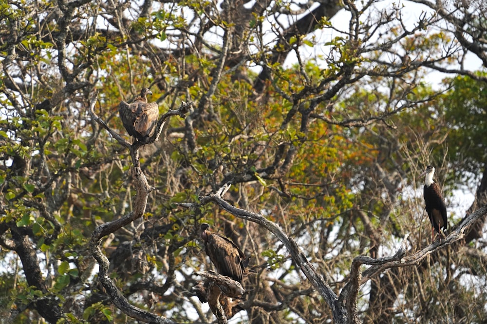 a couple of birds sitting on top of a tree