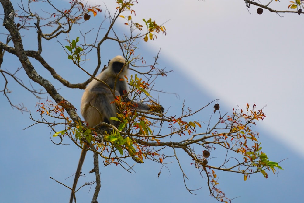 Un singe est assis dans un arbre en train de manger des feuilles