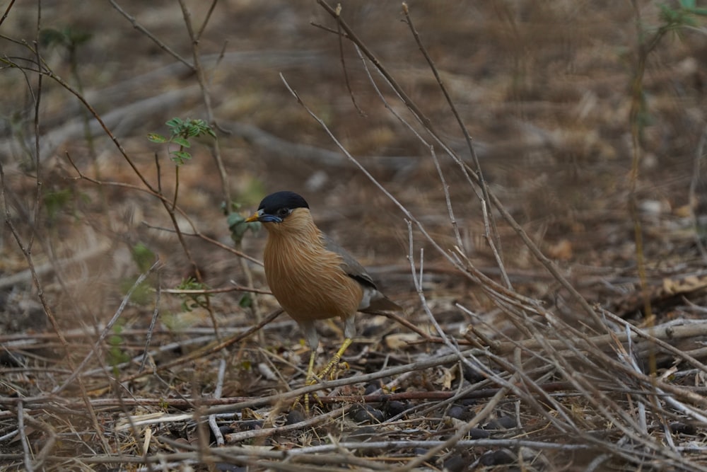 a small bird standing on top of a dry grass field