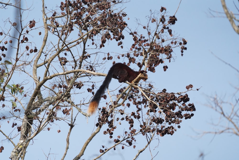 a squirrel sitting in a tree with lots of berries