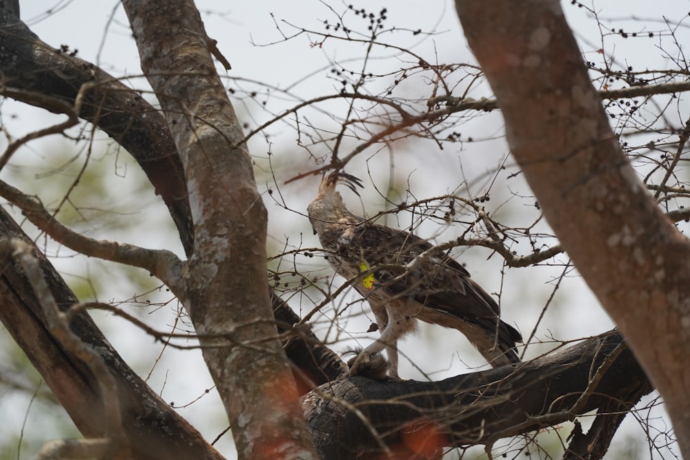 a bird perched on top of a tree branch