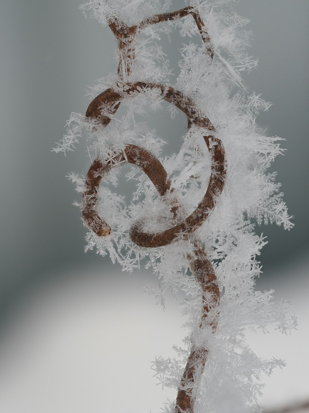 a close up of a snow covered tree branch