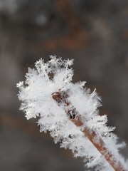 a close up of a plant with snow on it