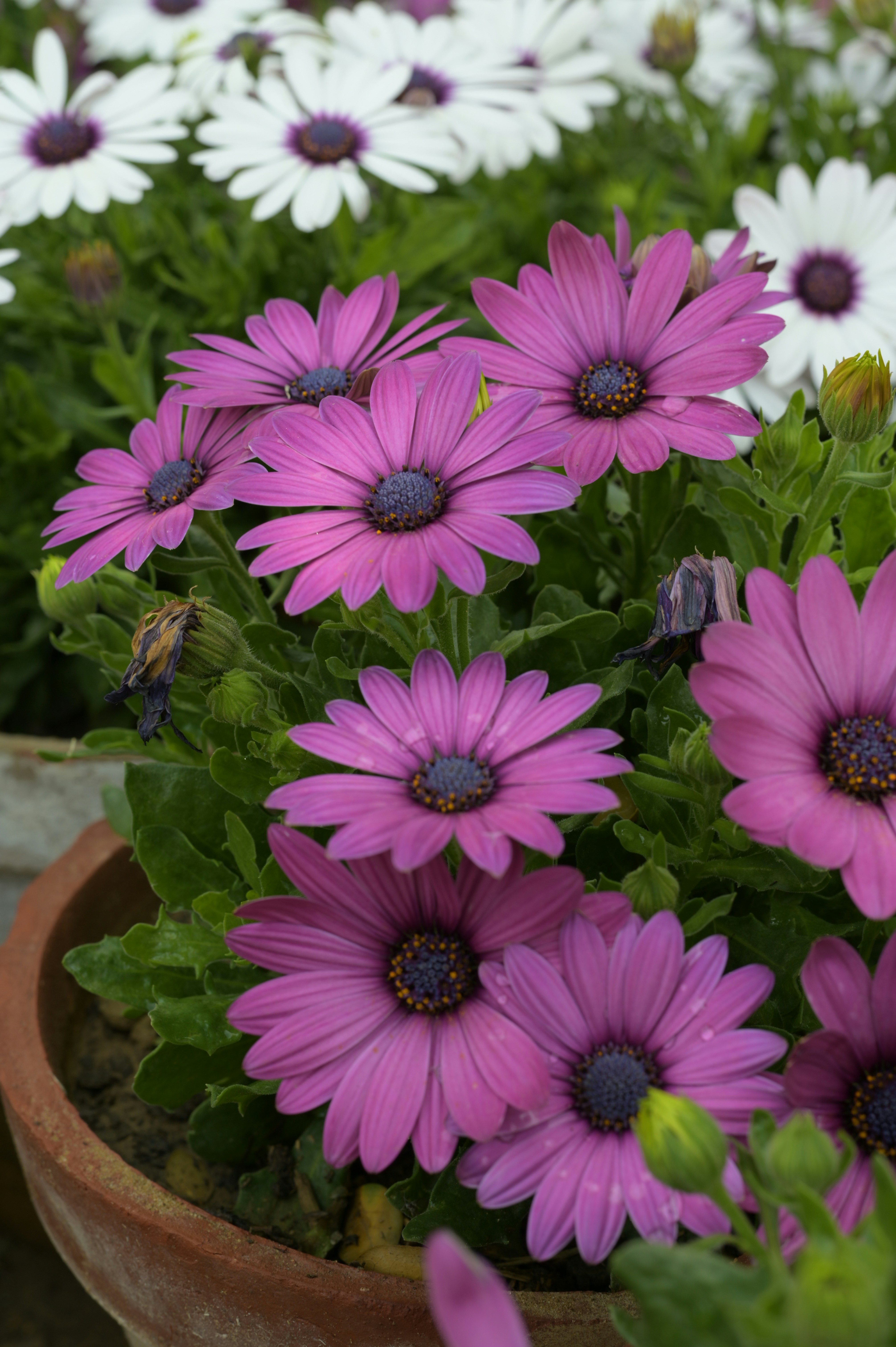 Photo by shafqatabbas