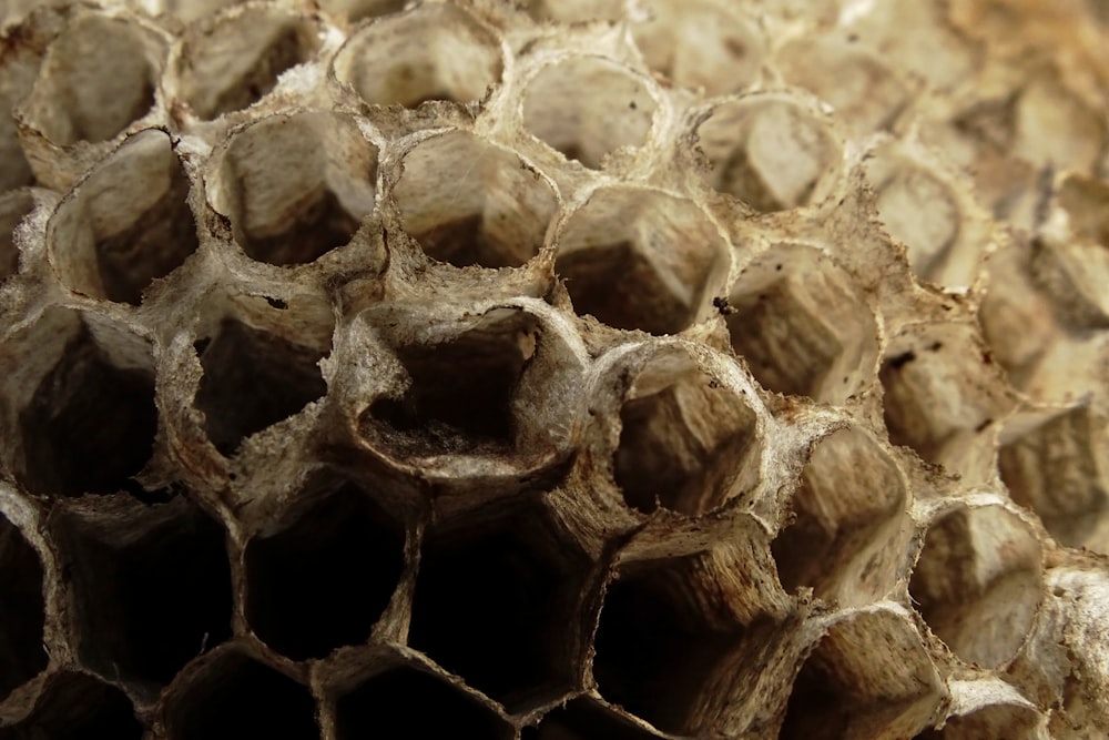 a close up of a honeycomb made of wood