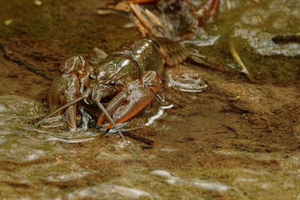 a close up of a dead animal in water