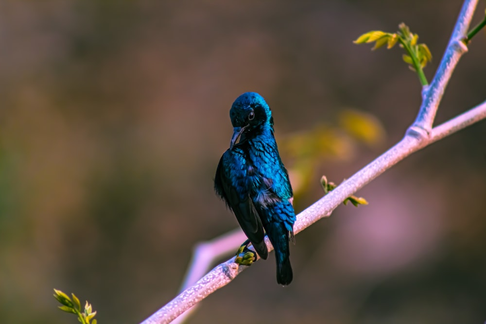 a small blue bird sitting on a tree branch