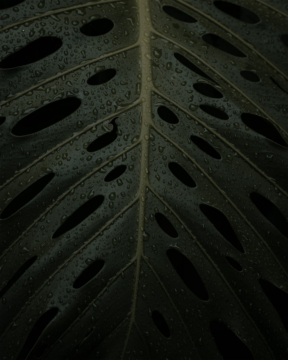 a close up of a leaf with water droplets on it