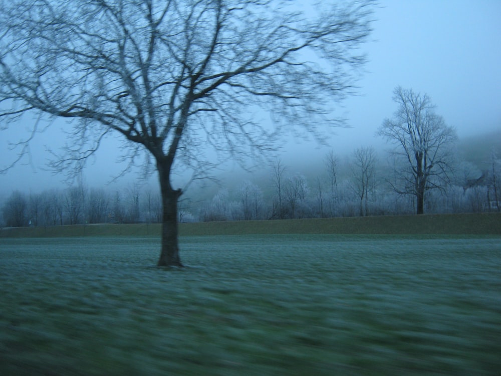 a tree in a field with a foggy sky in the background