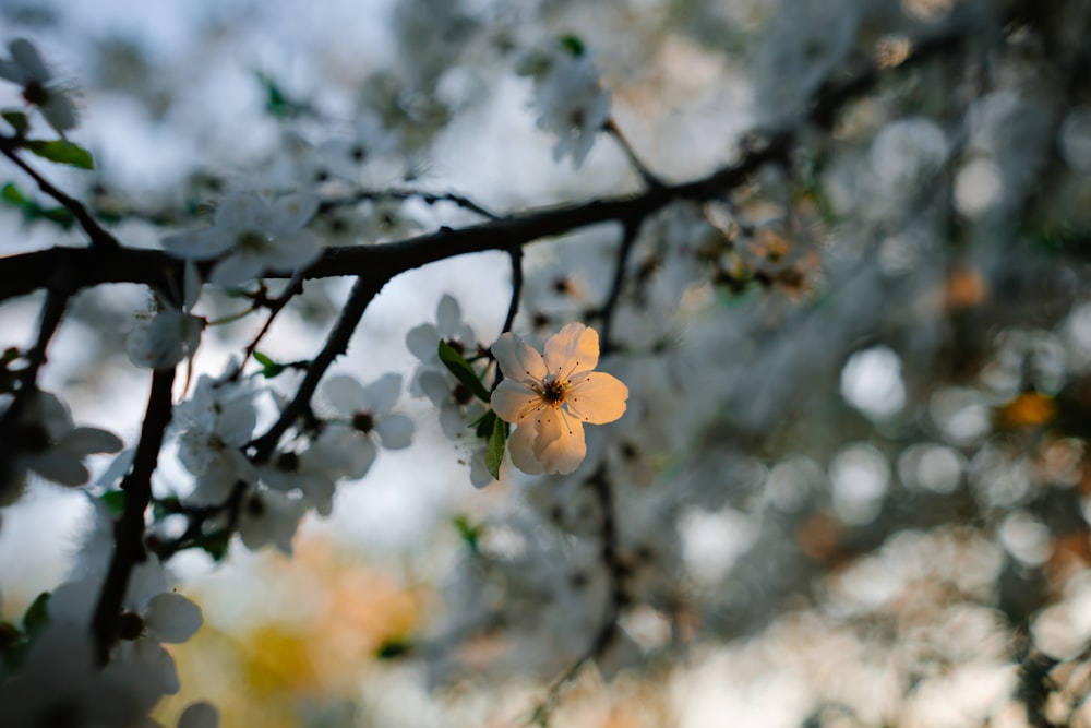 Un primer plano de una flor en la rama de un árbol