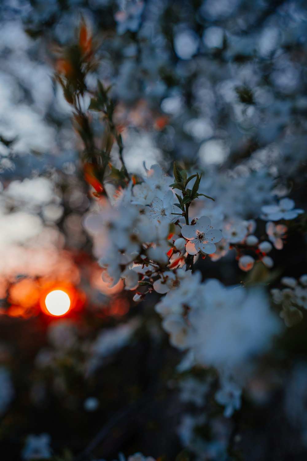 a close up of a tree with a sunset in the background