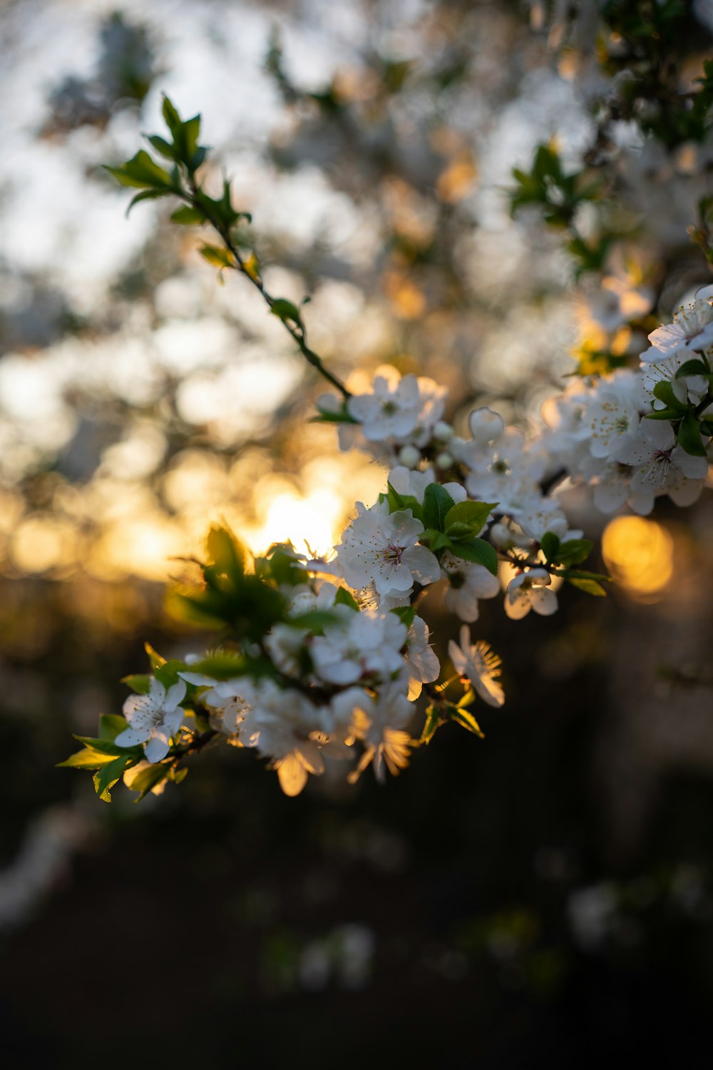 Un primer plano de un árbol con flores blancas