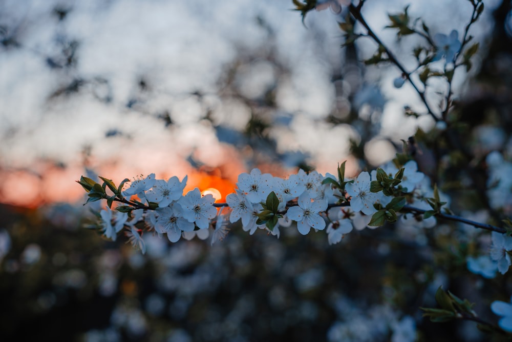 a close up of a tree with white flowers