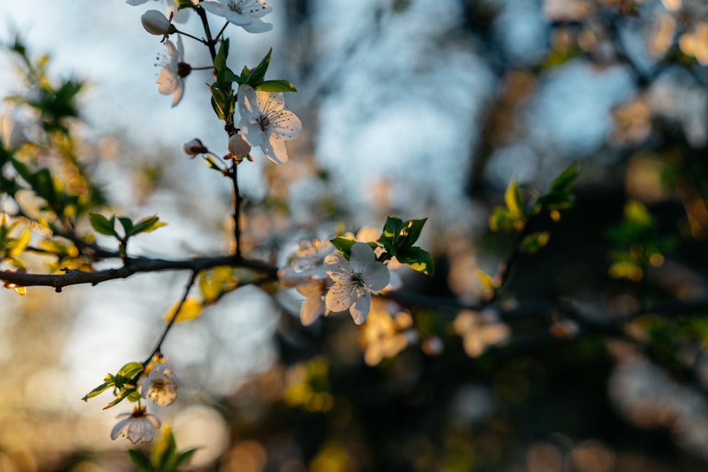 a close up of a tree with white flowers