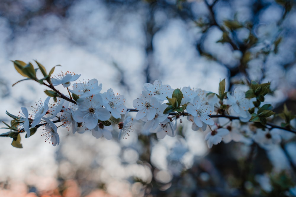 a branch of a tree with white flowers