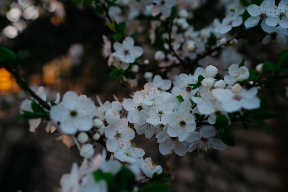 un primo piano di fiori bianchi su un albero