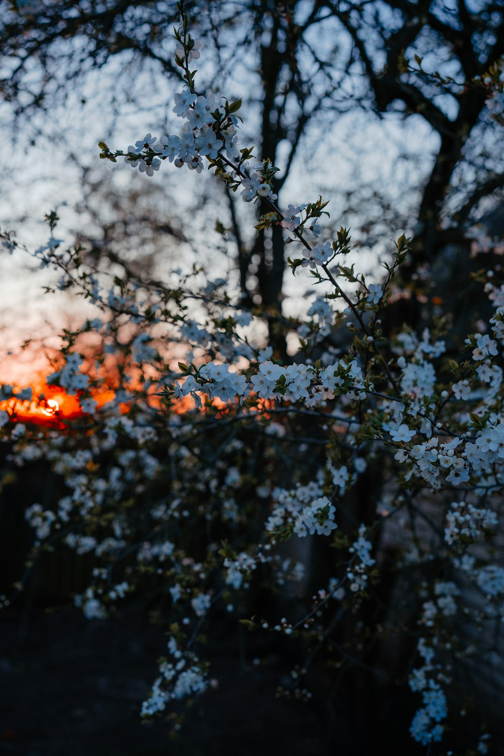 the sun is setting behind a tree with white flowers