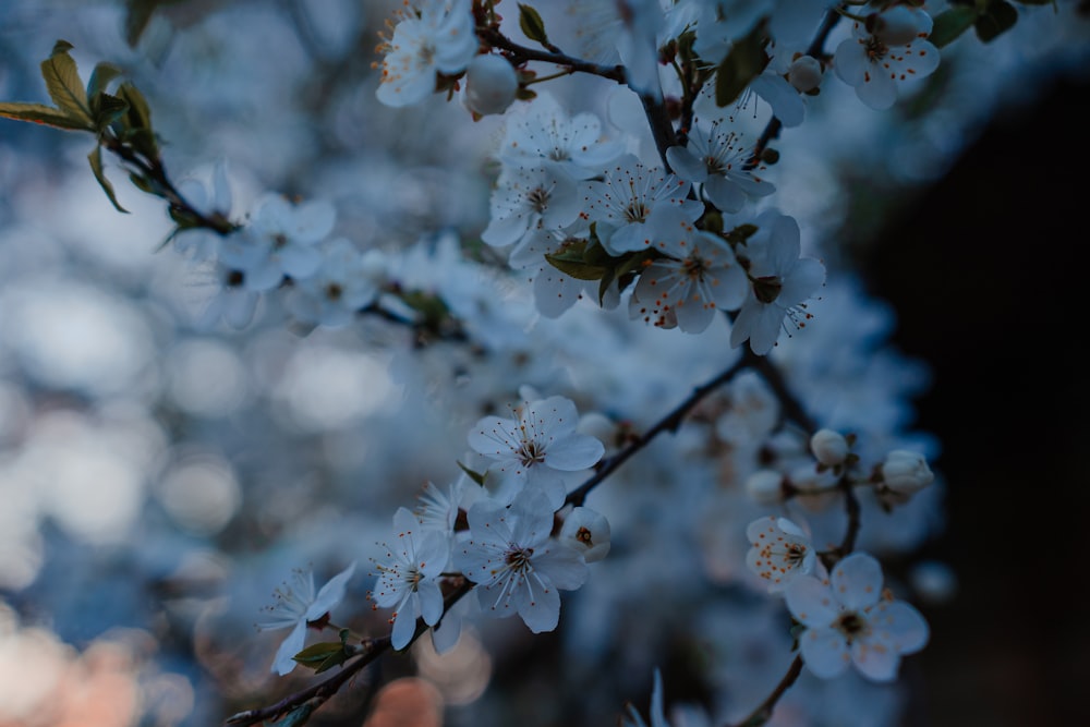 um close up de uma árvore com flores brancas