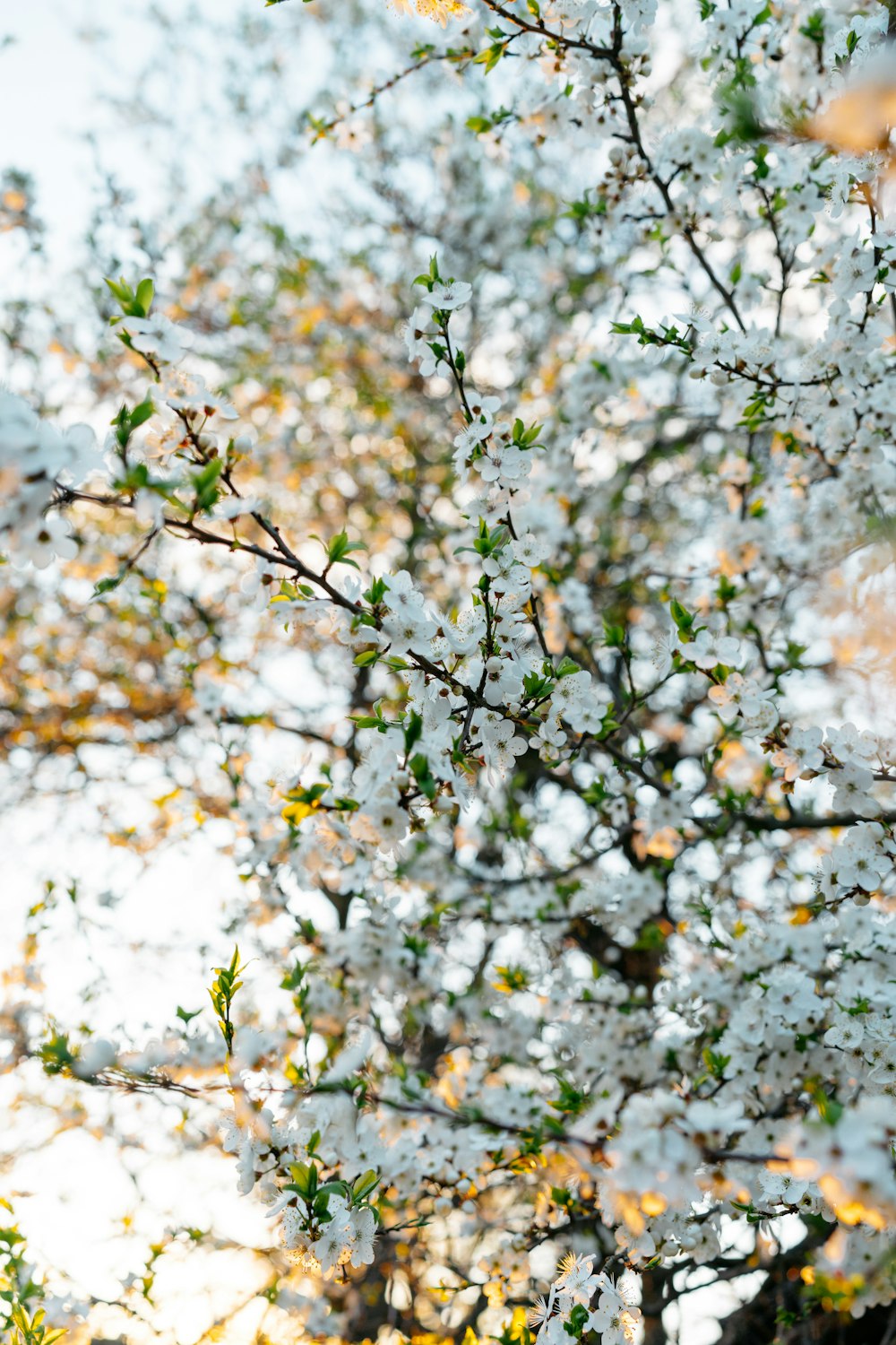 un albero con fiori bianchi e foglie verdi