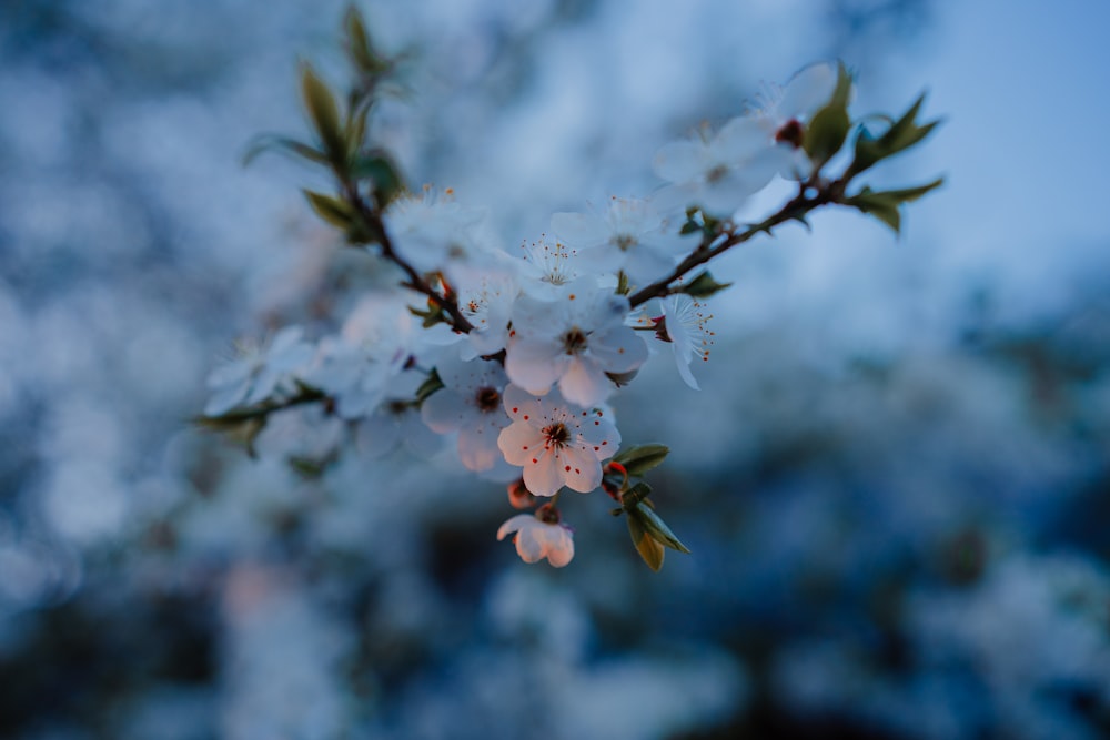 a branch of a tree with white flowers